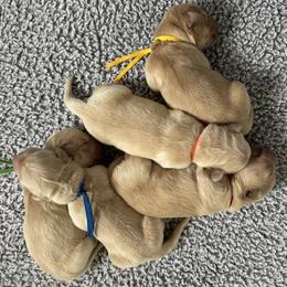 Boy 4 - Golden male Golden Retriever puppy in Modesto, California from Rooster Valley Golden Retrievers