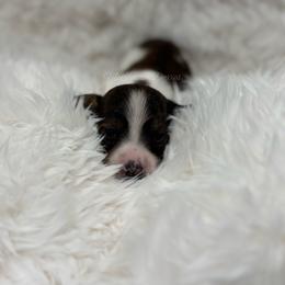 Chestnut - Piebald male Dachshund puppy in Chehalis, Washington from McJazzin Doxies