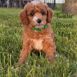 Twister - Red  male Goldendoodle puppy in De Pere, Wisconsin from Kinzor Kennels
