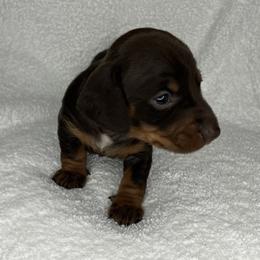 Bella - Chocolate and tan female Dachshund puppy in Mocksville, North Carolina from The Dachs of Hazzard Dachshunds
