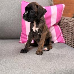Coral - Brindle female Boxer puppy in Upper Sandusky, Ohio from Rock Run Homestead
