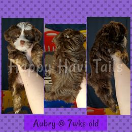 Havanese Puppies from Happy Havi Tails