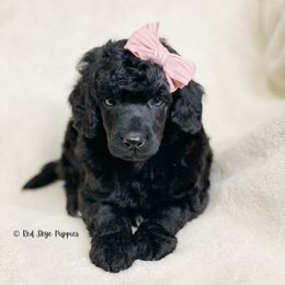 Cavalier King Charles Spaniel, Cavapoo, and Poodle Puppies from Red Skye Cavaliers and Cavapoos