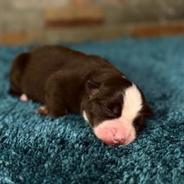 Sandy - Red tri female Miniature Australian Shepherd puppy in Goliad, Texas from Sassy Lil Aussies and Diamond W Poodles