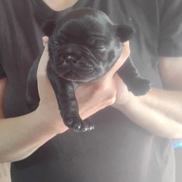 Companion Cross puppies from Easter Bostons,Pugs & Buggs