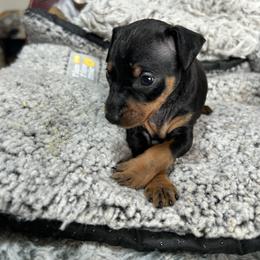 Boy 1 - Black and rust male Miniature Pinscher puppy in Humboldt, Arizona from Nizhoni Miniature Pinschers of ARIZONA
