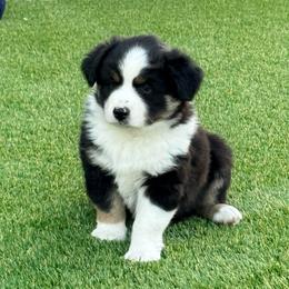McQueen - Black tri-color male Australian Shepherd puppy in Vista, California from Cummings Family Aussies