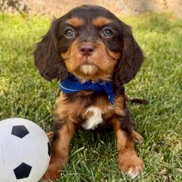 SALE PRICE  Kylian - Chocolate male Cavalier King Charles Spaniel puppy in Draper, Utah from Peaks Pups & Cavachon Love Chocolate Cavaliers, Cavaliers, Cavachon’s, Cavapoos & Havanese