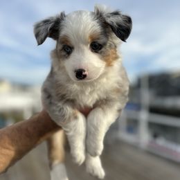 Miniature Australian Shepherd Puppies from All That Auss Mini Aussies