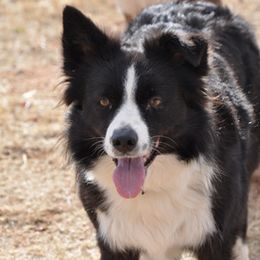 Border Collies and Mudis from Twisted Acres Border Collies and Mudi