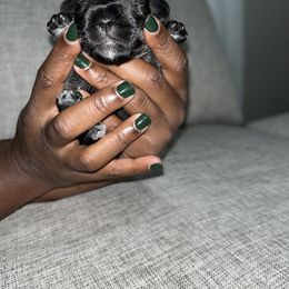 Miniature Schnauzer Puppies from Jones Fam Paws