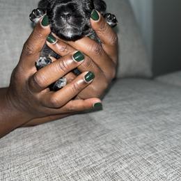 Miniature Schnauzer Puppies from Jones Fam Paws