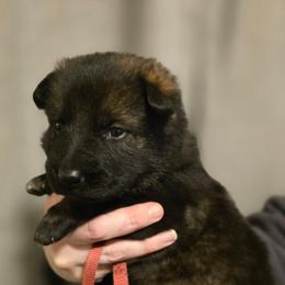 Paige - Sable female German Shepherd puppy in Ratcliff, Arkansas from Ridgeline Shepherds