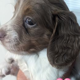 Girl 1 - Piebald Dachshund puppy in Homosassa, Florida from Foxies Doxies