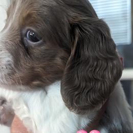 Girl 1 - Piebald Dachshund puppy in Homosassa, Florida from Foxies Doxies