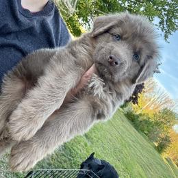 Boy 4 - male German Shepherd puppy in Watervliet, Michigan from M&M Shepherd Farms