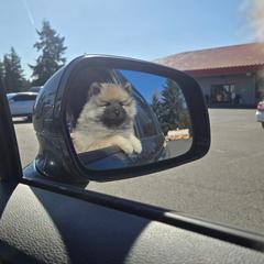 Red boy - Gray cream and black male Keeshond puppy in Tumwater, Washington from Merrythought Keeshonden