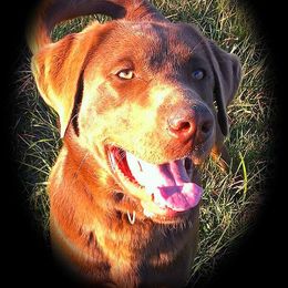 Stryker - Labrador Retriever