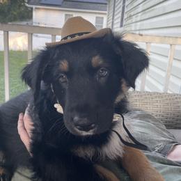 Kix - Black tri-color male Australian Shepherd puppy in Hopewell, Virginia from Sarah's Australian Shepherds