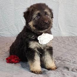 Gray Collar - Black and tan female German Shepherd puppy in Louisville, Ohio from Crooked River German Shepherds