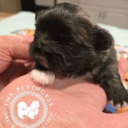 Otis - Gray sable male Pekingese puppy in Berwick, Pennsylvania from TnK Pekingese