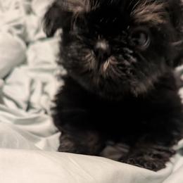 Dobie Girl 3 - Black and tan female Shih Tzu puppy in Surry, Maine from McKayla Hairston