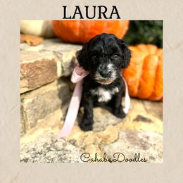 Laura - Black and chalk female Australian Labradoodle puppy in Trussville, Alabama from Cahaba Doodles