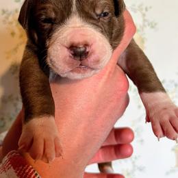 Girl 2 - female Alapaha Blue Blood Bulldog puppy in Grafton, Ohio from Eclipse Alapaha Kennels