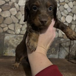 Henry - Chocolate male Dachshund puppy in White Cloud, Michigan from West Michigan Dachshund