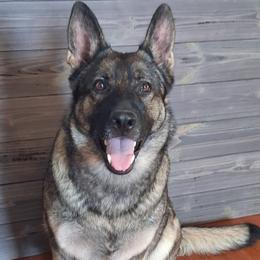 Zara - German Shepherd
