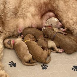 Goldendoodle Puppies from Table Rock Legacy Doodles
