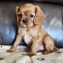 Cavalier King Charles Spaniel puppies from Hough's Danes