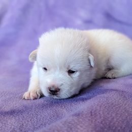 Pomsky Puppies from Valparaiso Pomskys