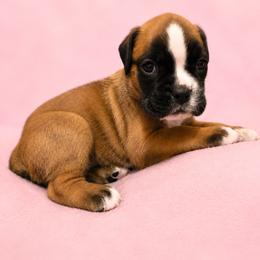 Morie - Fawn female Boxer puppy in Leland, North Carolina from Ocean Breeze Boxers