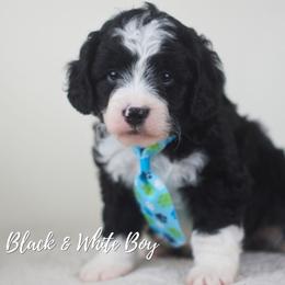Blue Boy - Black and white male Aussiedoodle puppy in Plain City, Utah from Myers Desert Doodles