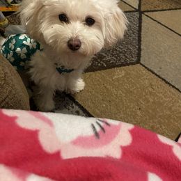 Maltipoo and Poodle All Grown Up from Poodles Are Mixy