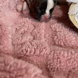 Mary - Brindle and white female Boston Terrier puppy in Johnstown, Colorado from R&M Bostons
