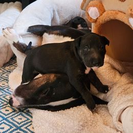 Animal - Black brindle and white male Miniature Bull Terrier puppy in Hollywood, Florida from Mini Bull Lane