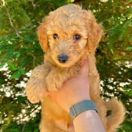 Eric - Red male Aussiedoodle puppy in Upper Lake, California from Redwood Aussiedoodles