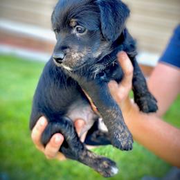Aussiedoodle and Leopardoodle Puppies from A Puppy Crush