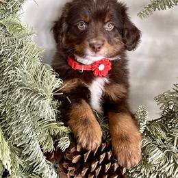 Barbie - Red tri-color female Assorted Doodle Crosses puppy in Randolph, Utah from Dry Canyon Pups