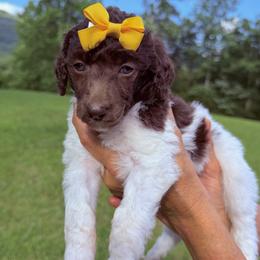 Lily (Yellow Collar Female) - Parti female Poodle puppy in Jasper, Georgia from Harrington Doodles & Poodles