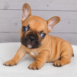 Lorelai - Fawn female French Bulldog puppy in Warm Springs, Arkansas from State Line Dachshunds & Frenchies
