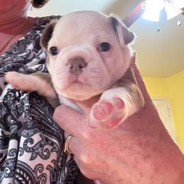 Girl 2 Yellow Collar - Boston Terrier puppy from So Cal Boston’s