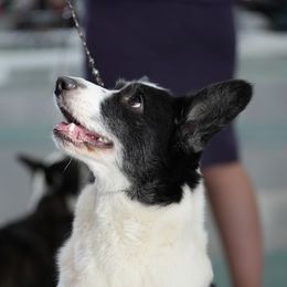 Maiev - Cardigan Welsh Corgi