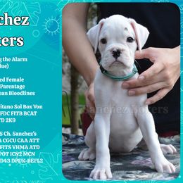Lite Blue Collar - White female Boxer puppy in Spring, Texas from Sanchez Boxers
