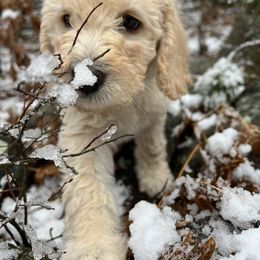 Labradoodle Puppies from Dog Paw Doodles