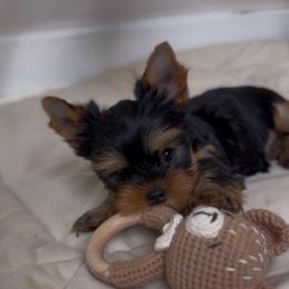 Genevieve - Black and gold female Yorkshire Terrier puppy in North Port, Florida from Noble Pets