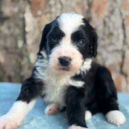 Mary Ann - Black and white female Bernedoodle puppy in Russellville, Arkansas from Crossgate Doodles