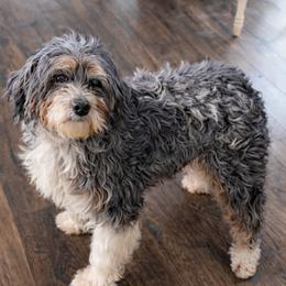 Porsha - Bernedoodle
